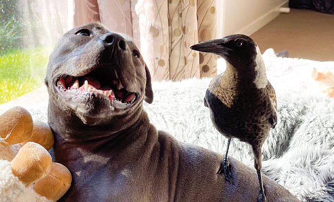 Выпавшая из гнезда сорока выросла рядом с питбулями и теперь думает, что она собака: видео - похожая новость на Toplenta