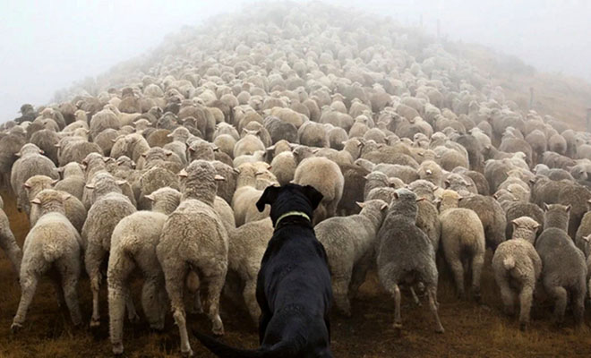 Пастух показал, как его пес в одиночку управляет стадом из 5000 овец: видео - свежие новости на Toplenta по теме Видео