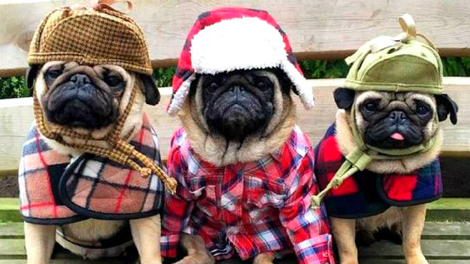 Одежда для собак: зачем она нужна и нужно ли её использовать? - свежие новости на Toplenta