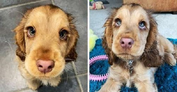 Кокер-спаниель влюбляет в себя с первого взгляда своими мультяшными глазами - свежие новости на Toplenta