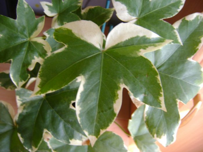 Уход за фатсхедерой в домашних условиях - свежие новости на Toplenta по теме Условия