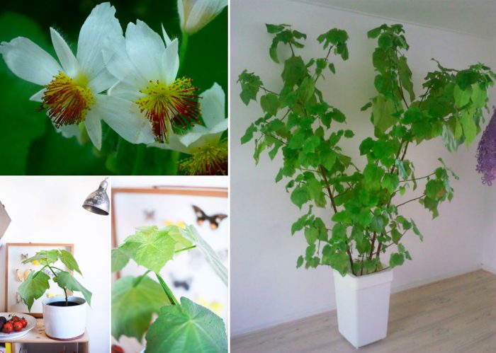 Спармания (комнатная липка) - свежие новости на Toplenta по теме След