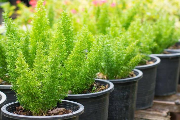 Комнатное растение аспарагус: фото, размножение и уход в домашних условиях - свежие новости на Toplenta