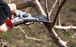 Уход за персиком осенью и подготовка сада к зиме - свежие новости на Toplenta по теме культура