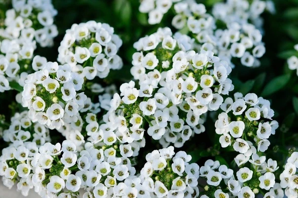 Какими цветами можно озеленить могилу, потому что они не требуют ухода - свежие новости на Toplenta по теме Культура и общество  /  Соцпортал