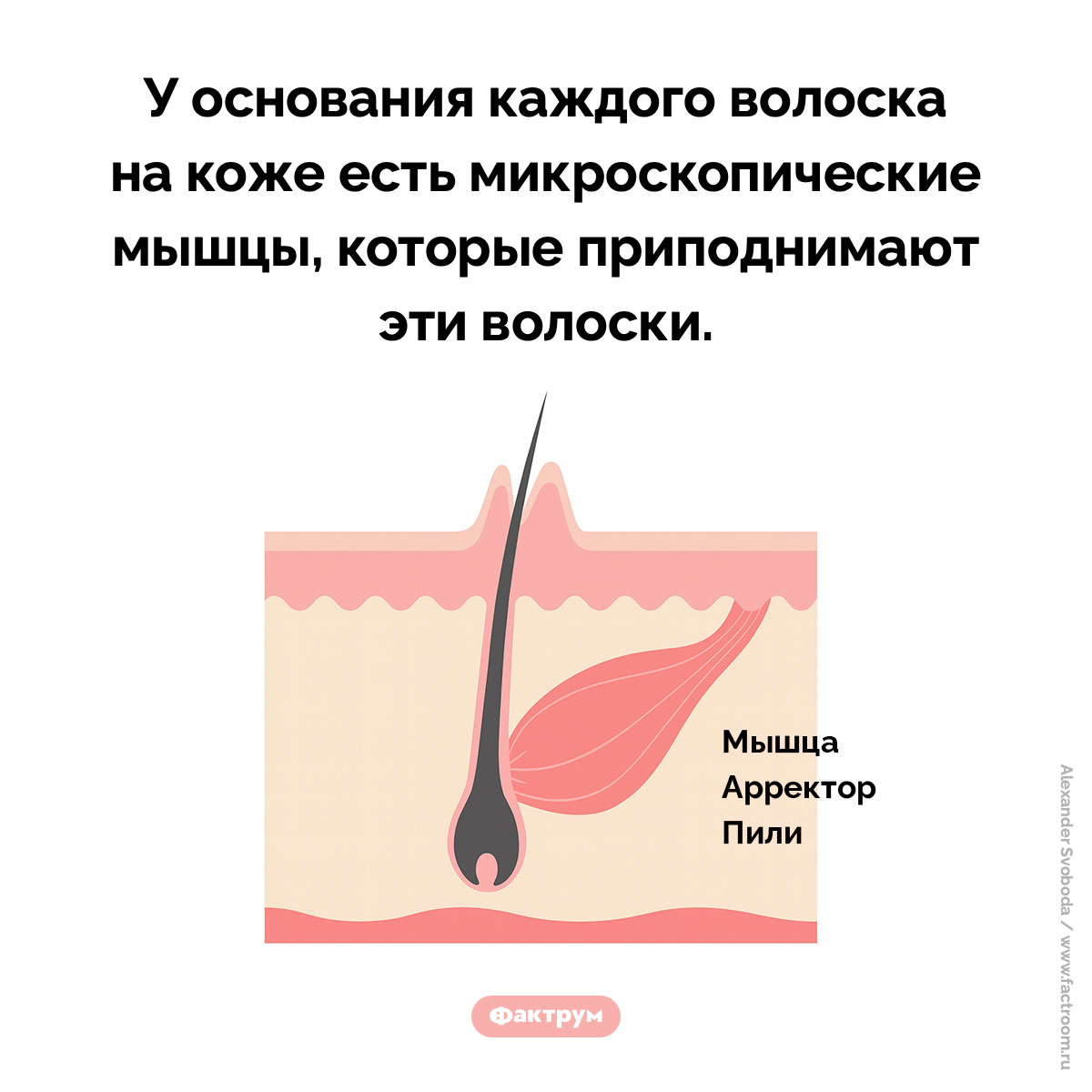 Мурашки возникают на коже из-за напряжения крошечных мышц - свежие новости на Toplenta по теме Факты в картинках