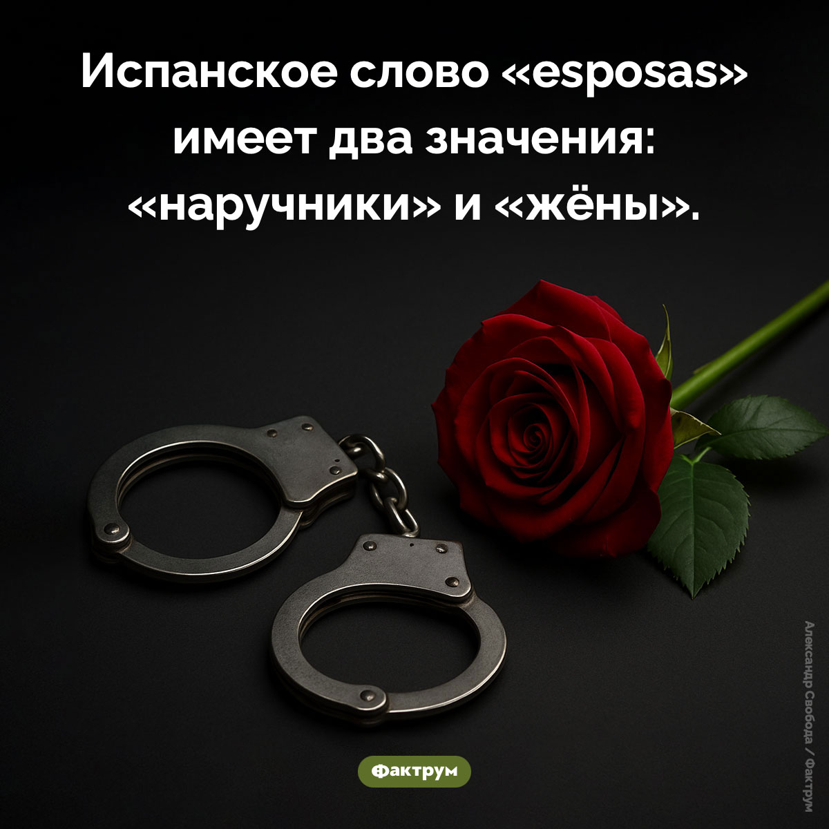 Испанское слово «esposas» - свежие новости на Toplenta по теме 28.09.2025