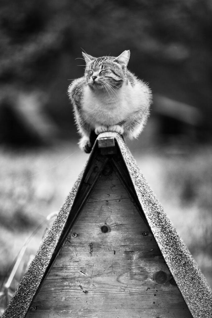 Удивительная подборка фото «монорельсовых» кошек - свежие новости на Toplenta