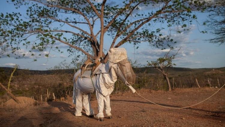 Пасечник добился огромного успеха, когда облачил ослика в особый костюм - свежие новости на Toplenta