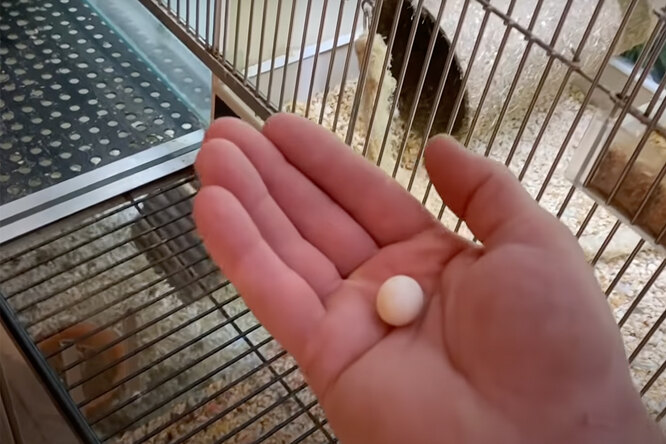 Мужчина 20 дней «высиживал» брошенное яйцо. И вот кто из него вылупился - свежие новости на Toplenta