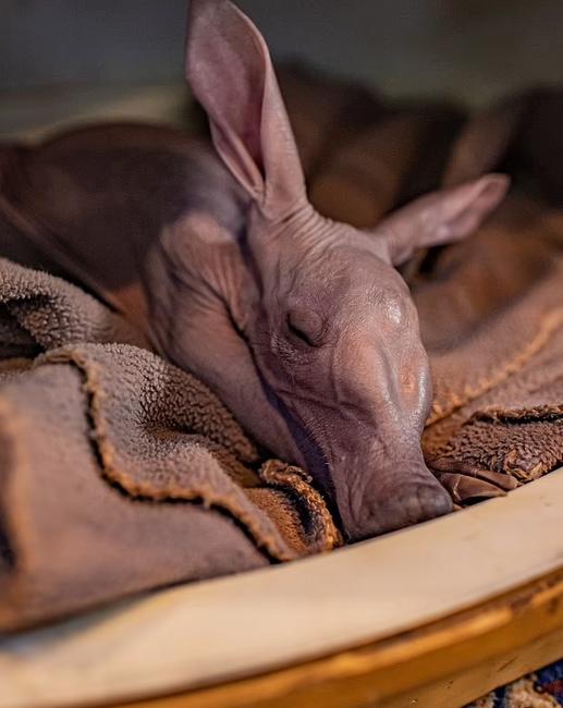 На свет появился чудесный Добби - свежие новости на Toplenta