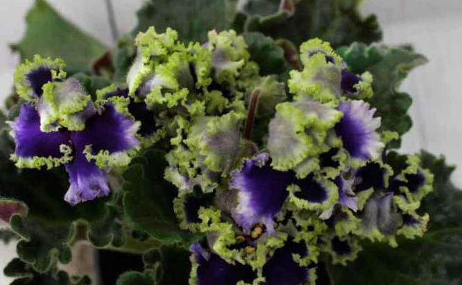 Фиалка Reigning Beauty: фото и описание - свежие новости на Toplenta