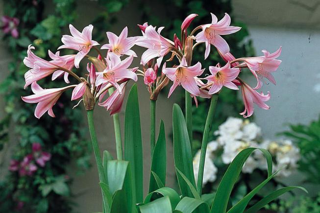 Луковичные комнатные цветы с названиями и фото - свежие новости на Toplenta