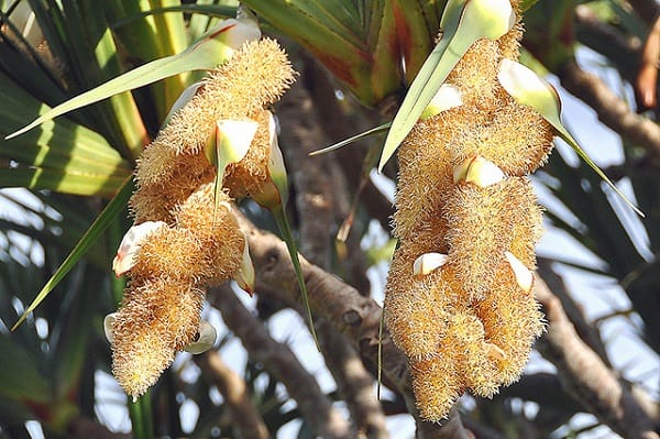 Панданус: фото, уход в домашних условиях - свежие новости на Toplenta