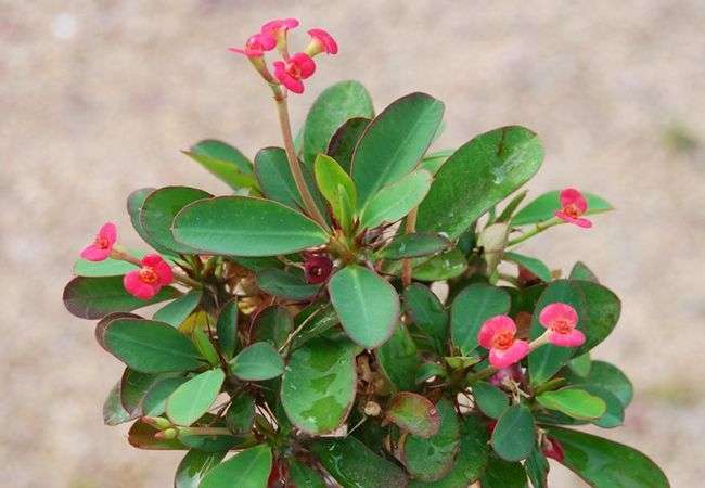 Эуфорбия: уход в домашних условиях, фото - свежие новости на Toplenta по теме Условия