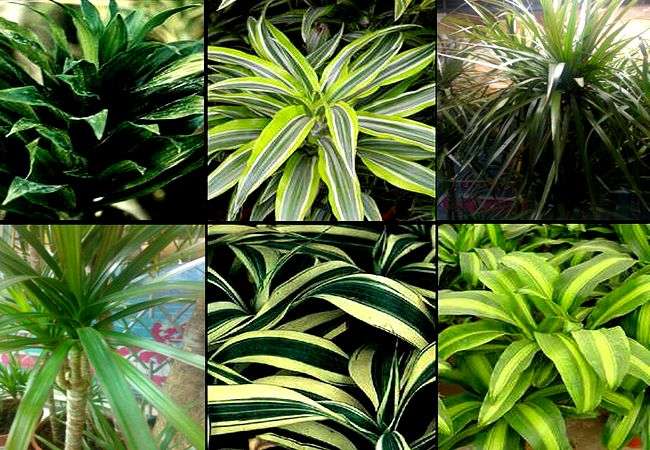 Драцена (Драконово дерево), виды и характеристики - свежие новости на Toplenta
