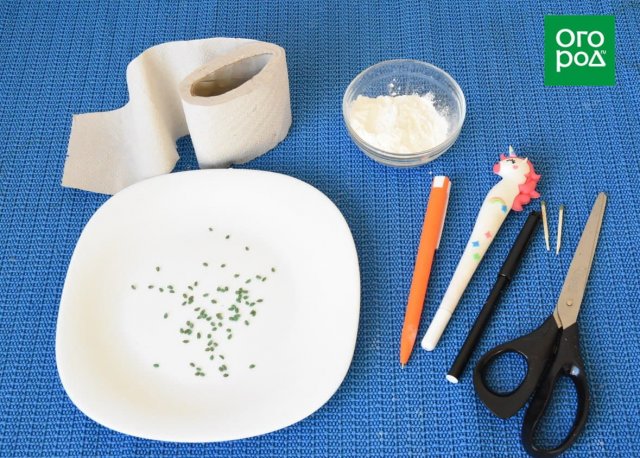 Как посеять морковь на туалетной бумаге – мастер-класс с фото - свежие новости на Toplenta по теме посев