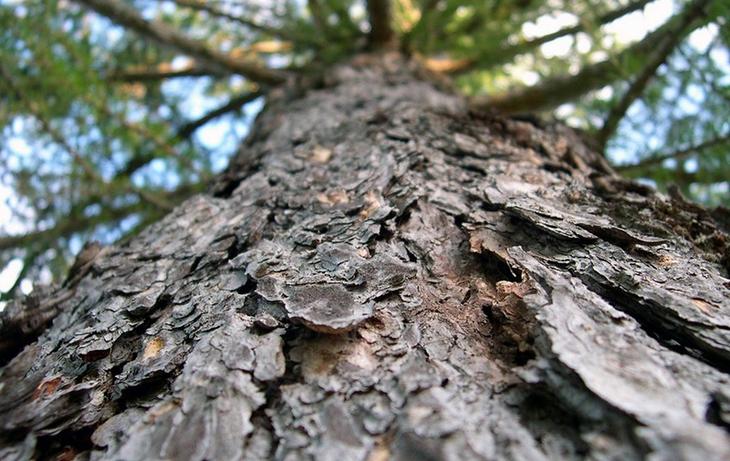Декоративная щепа (кора) в ландшафтном дизайне: простой способ благоустройства участка - свежие новости на Toplenta