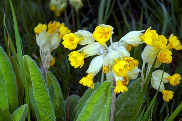 Примула комнатная: уход в домашних условиях, фото - свежие новости на Toplenta