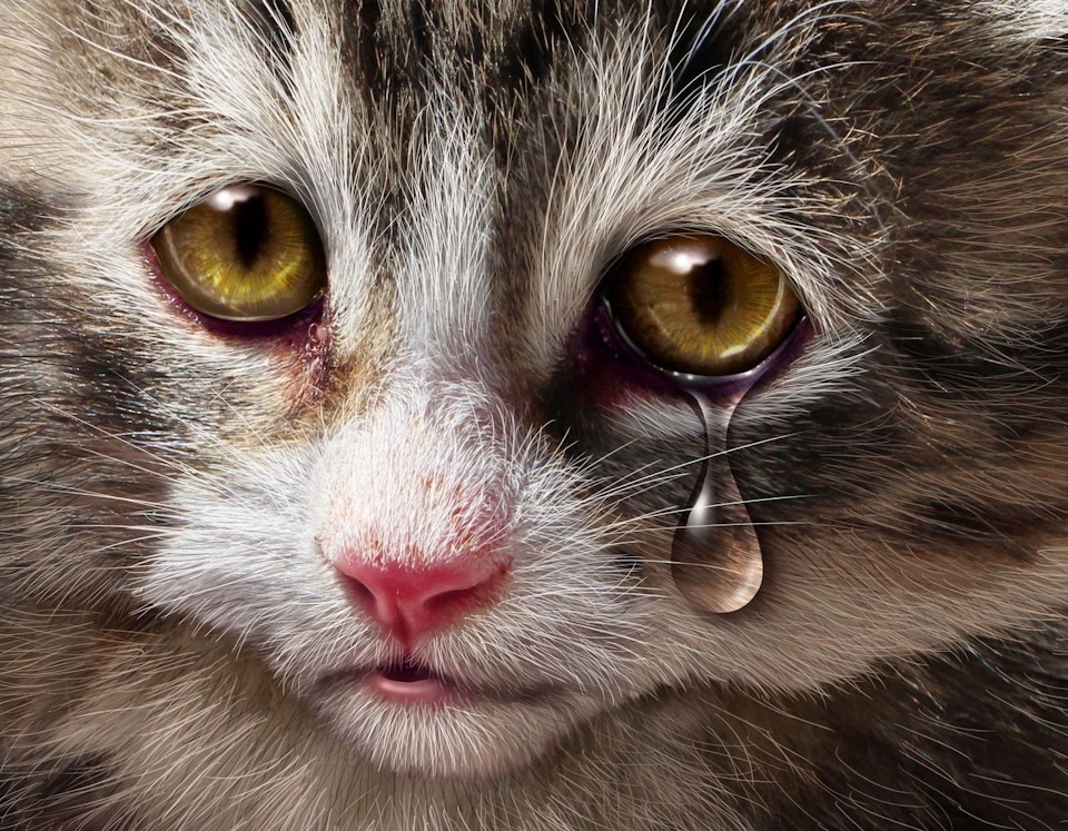 Без хозяина я не умею... - свежие новости на Toplenta по теме Орск