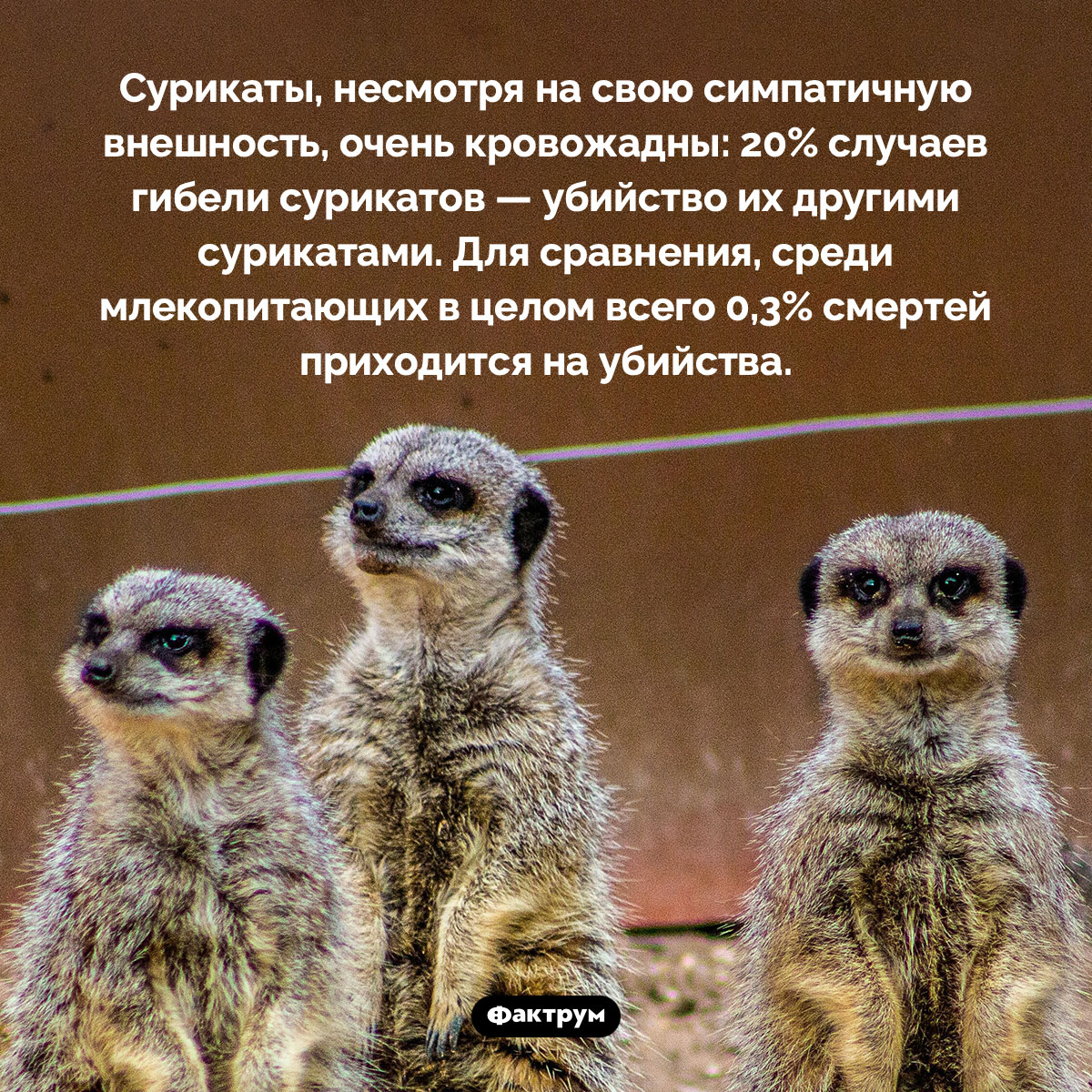 Сурикаты любят убивать - свежие новости на Toplenta по теме Факт