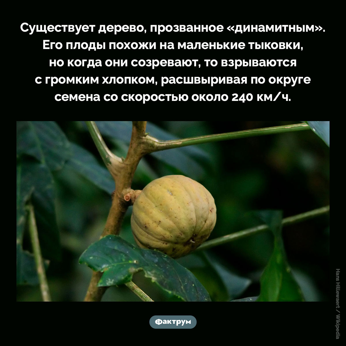 Существует «динамитное» дерево - свежие новости на Toplenta по теме 29.04.2025