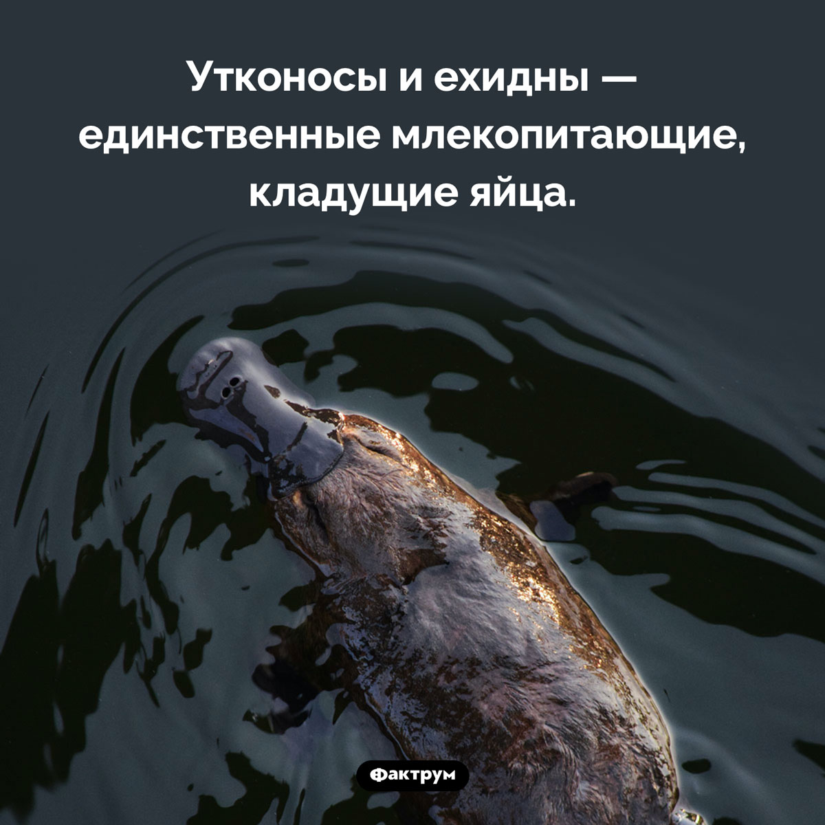 Яйцекладущие млекопитающие - свежие новости на Toplenta по теме Факты в картинках