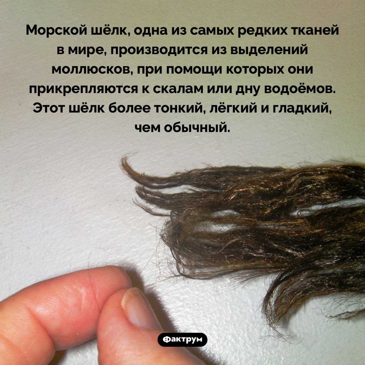 Морской шёлк более тонкий, лёгкий и гладкий, чем обычный - свежие новости на Toplenta по теме Факт