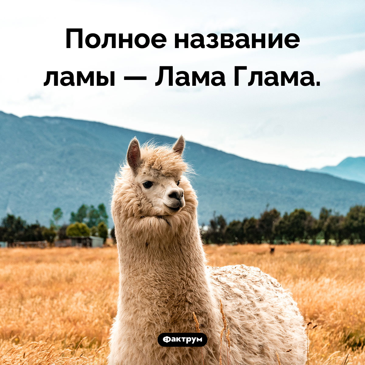 Латинское название ламы - похожая новость на Toplenta