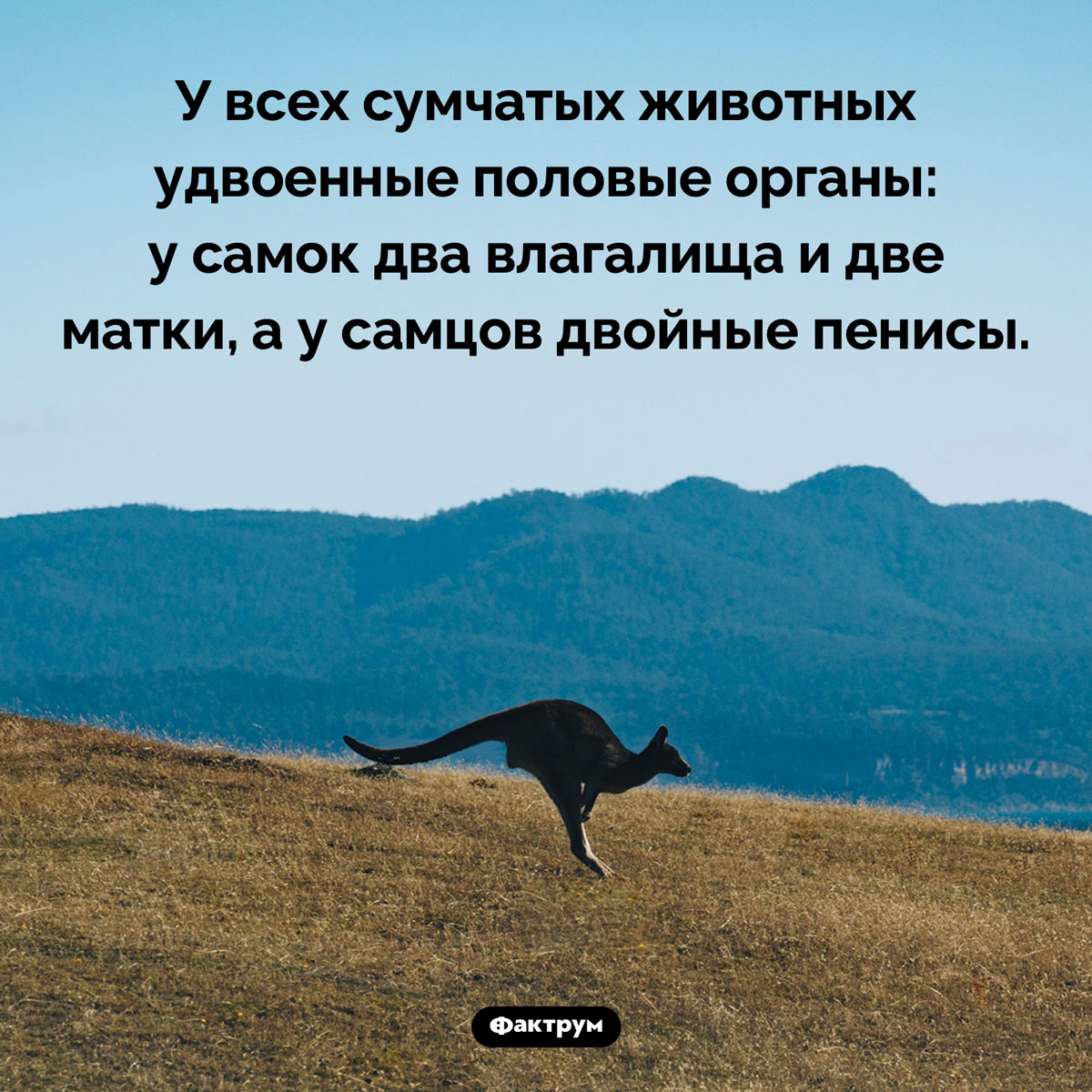 Странность сумчатых животных - свежие новости на Toplenta по теме Факты в картинках
