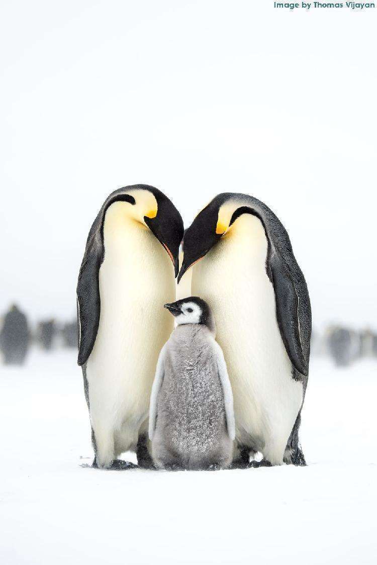 Конкурс на лучшего птичьего фотографа объявил победителя и показал лучшие работы участников - свежие новости на Toplenta по теме животные