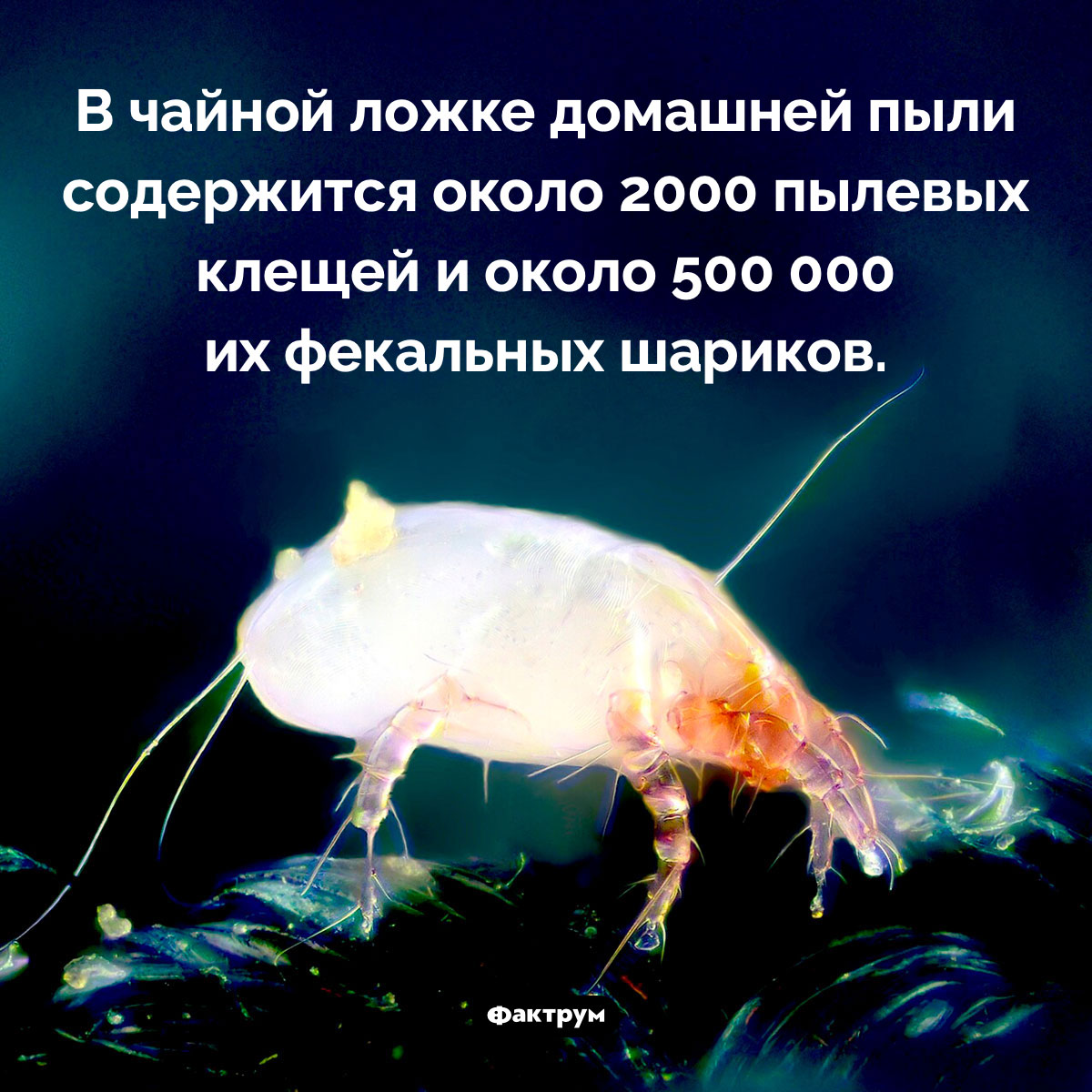 Что таит в себе чайная ложка пыли - свежие новости на Toplenta по теме оо