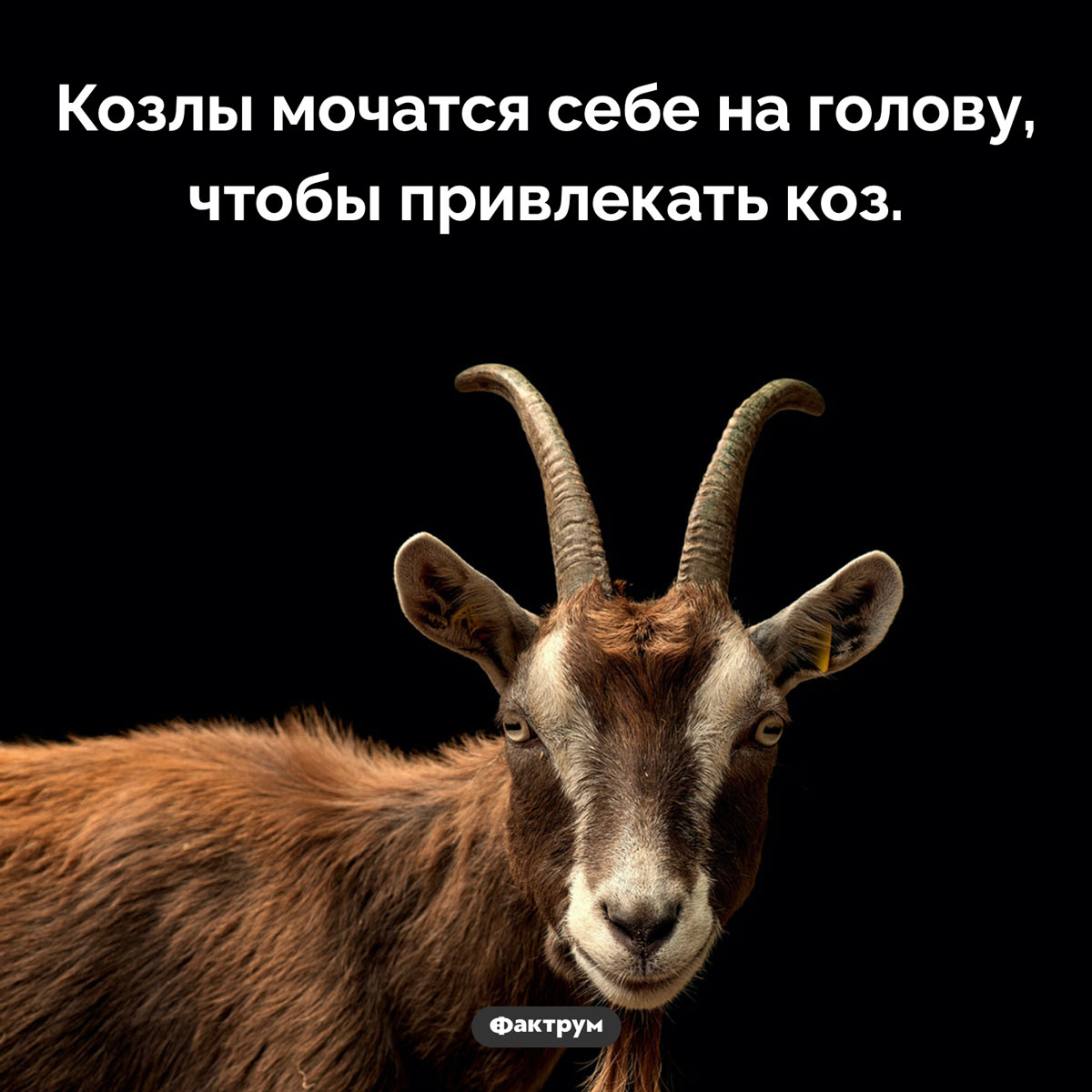 Зачем козлы мочатся на голову - свежие новости на Toplenta по теме Факт