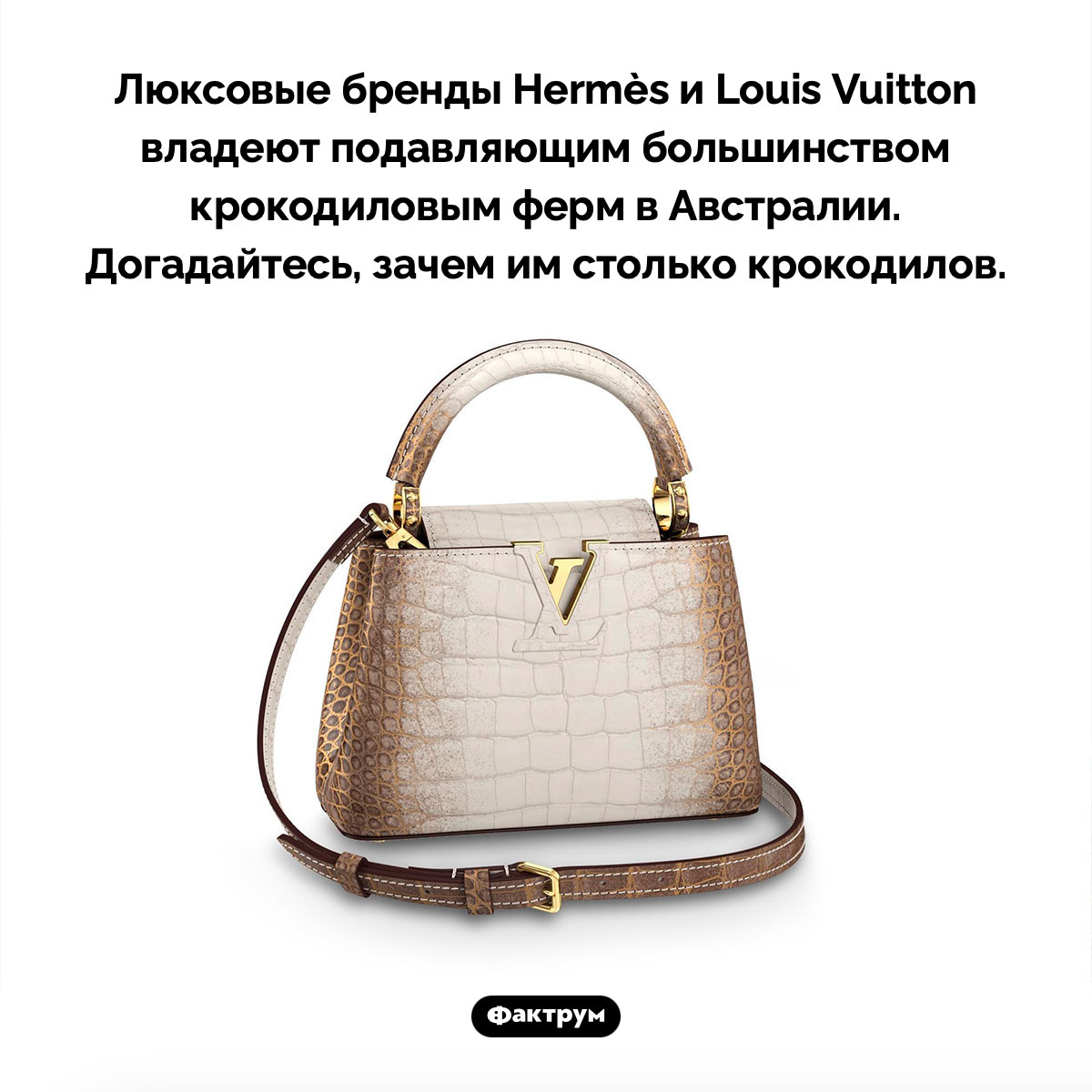 Hermès и Louis Vuitton принадлежат почти все крокодиловые фермы Австралии - свежие новости на Toplenta по теме австралия
