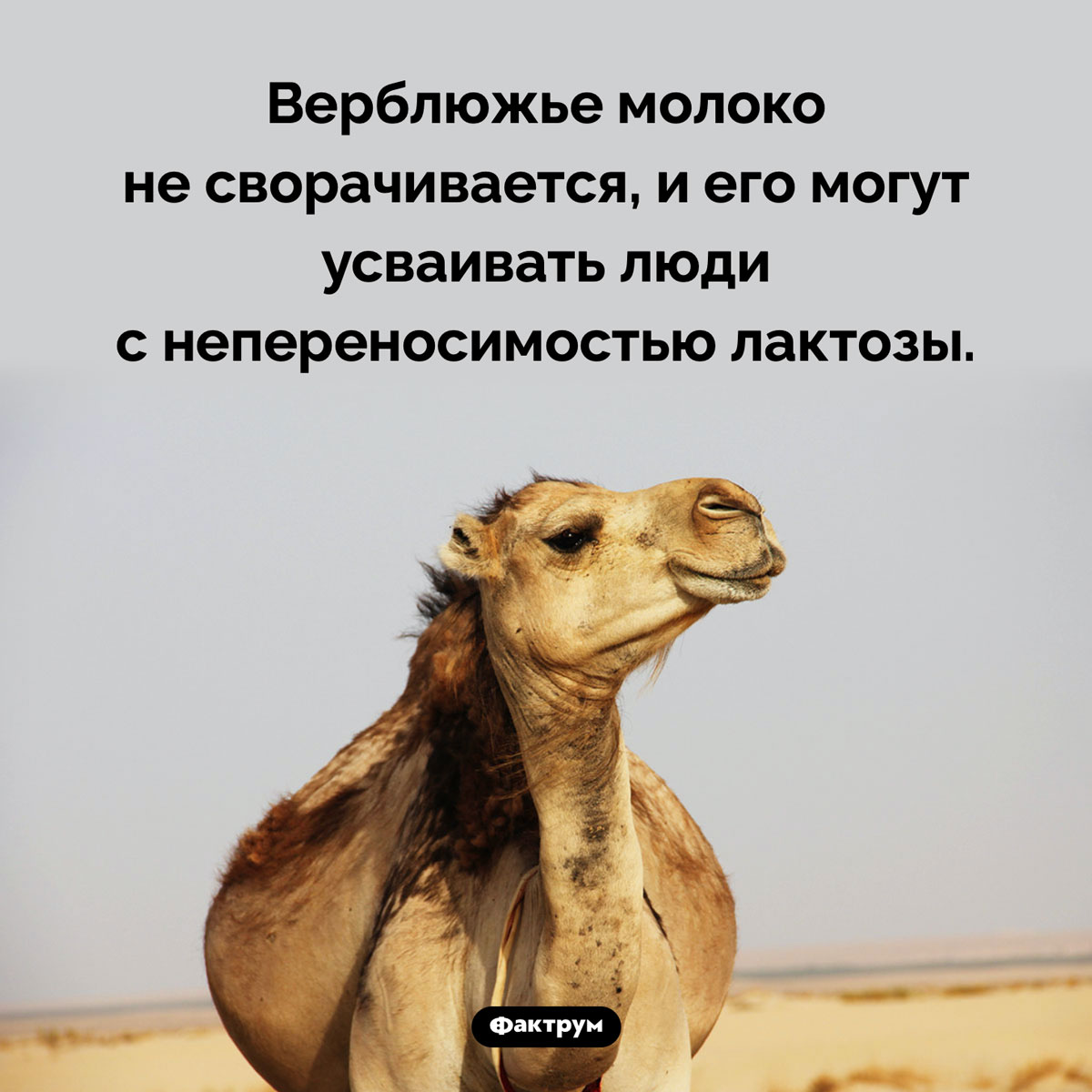 Особенность верблюжьего молока - похожая новость на Toplenta