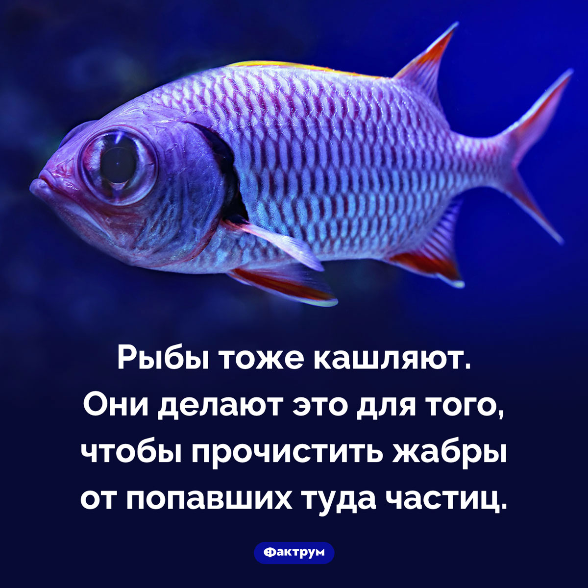 Рыбы кашляют - свежие новости на Toplenta по теме Факты в картинках