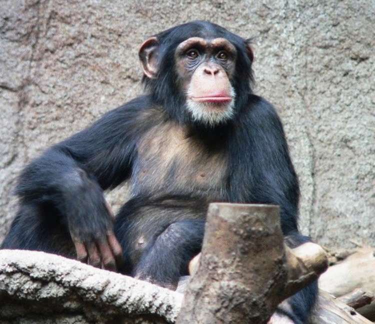 Шимпанзе-рок. Ученые обнаружили, что приматы могут сочинять музыку - свежие новости на Toplenta по теме животные