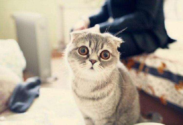 Поговорим о характере разных пород кошек - свежие новости на Toplenta по теме животные