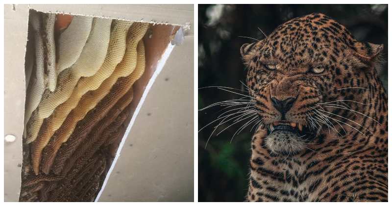 22 фото, которые доказывают, что наш мир — удивительное и прекрасное место - свежие новости на Toplenta по теме бор