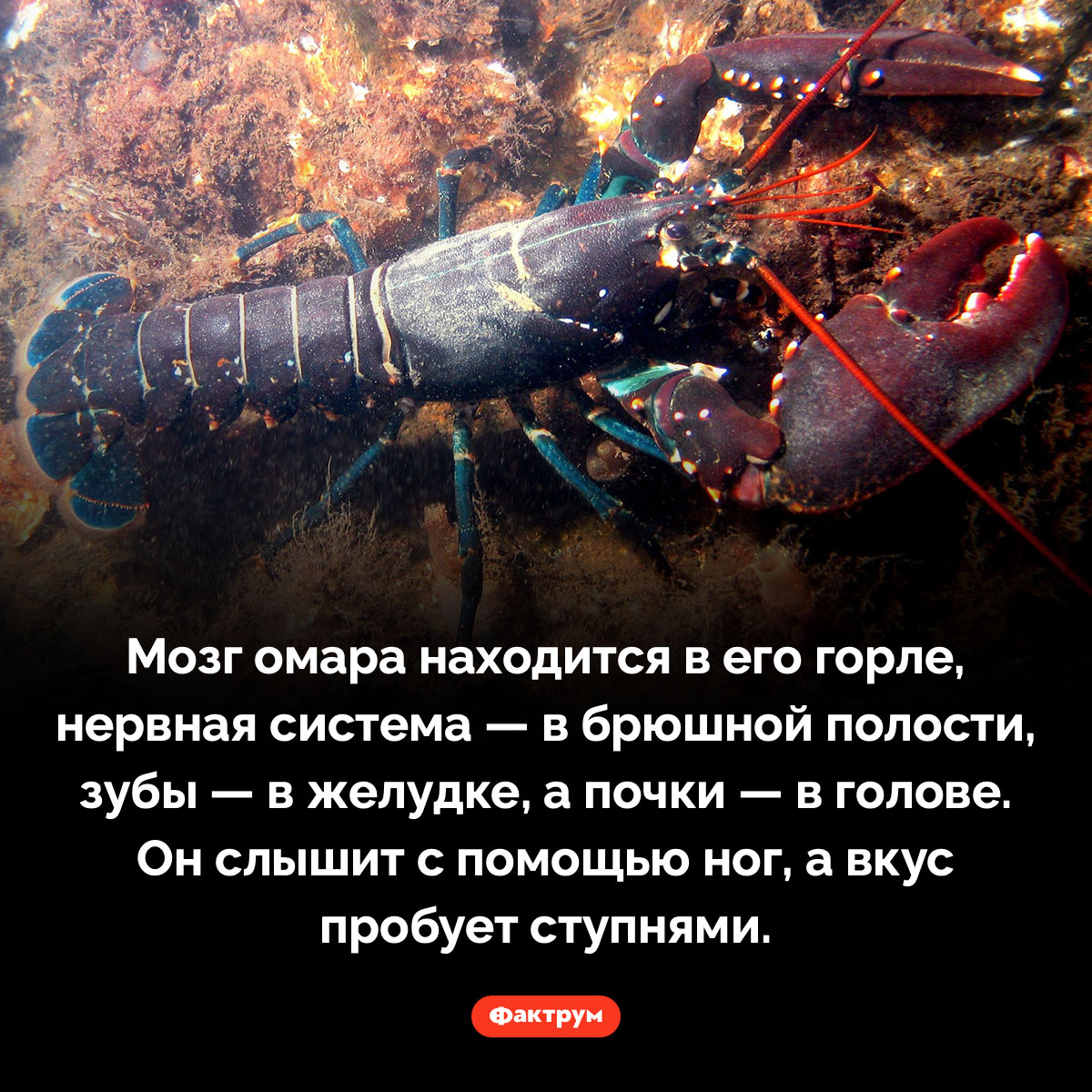 Омары 🤷‍♂️ - свежие новости на Toplenta по теме оо