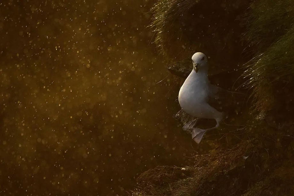 Премия за лучшую фотографию природы Шотландии 2024 - свежие новости на Toplenta по теме Граф