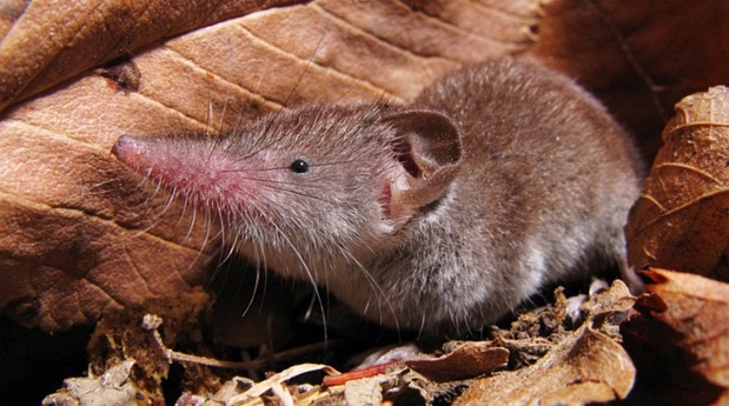 Кто такая Чучундра, или Как ошиблись переводчики Киплинга - свежие новости на Toplenta по теме сател