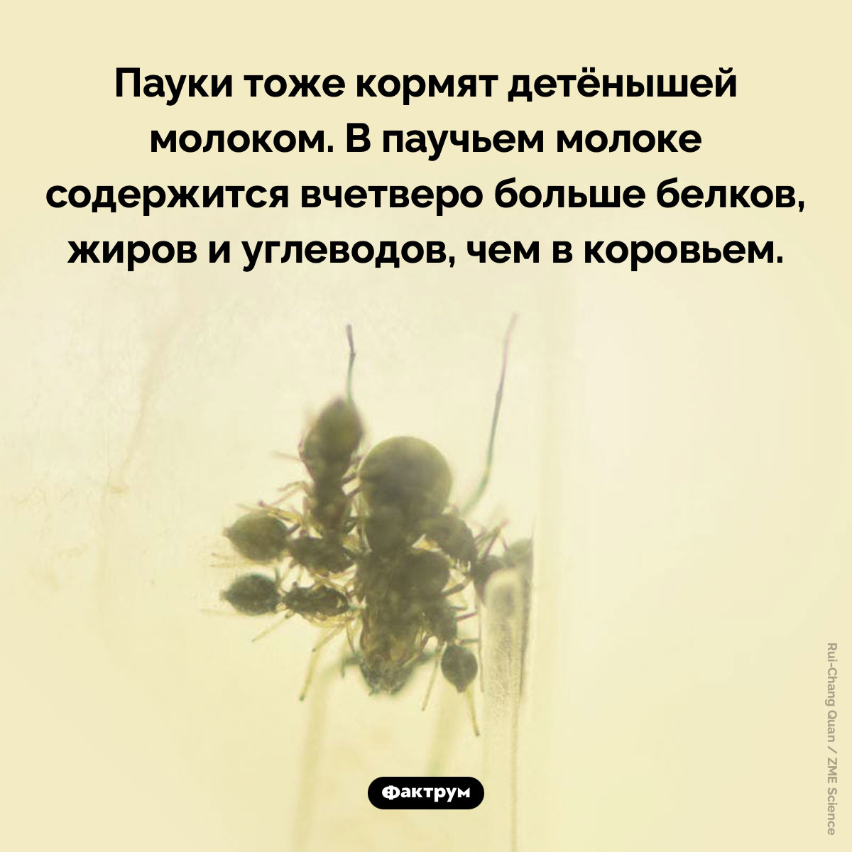 Пауки тоже кормят детёнышей молоком - свежие новости на Toplenta