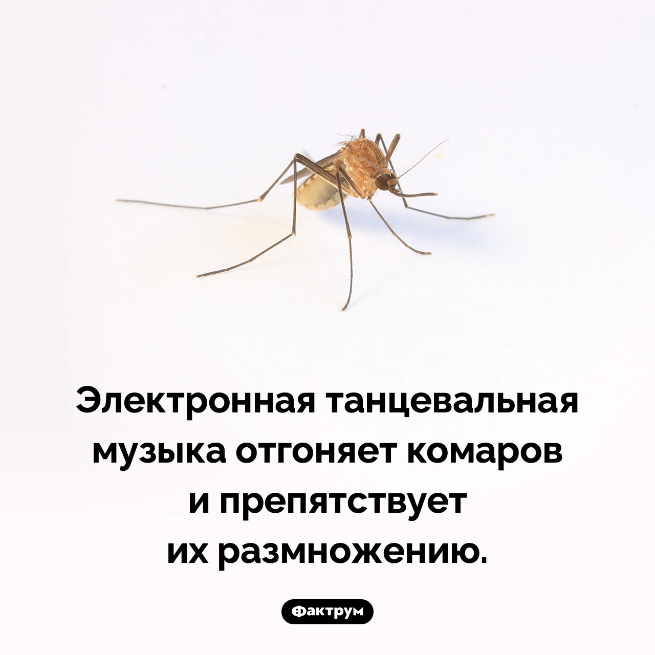 Какую музыку не любят комары - свежие новости на Toplenta