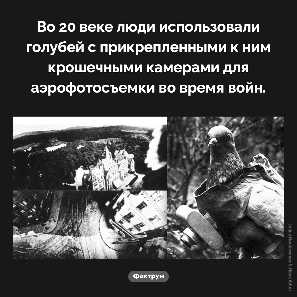 Голуби-фотографы - свежие новости на Toplenta