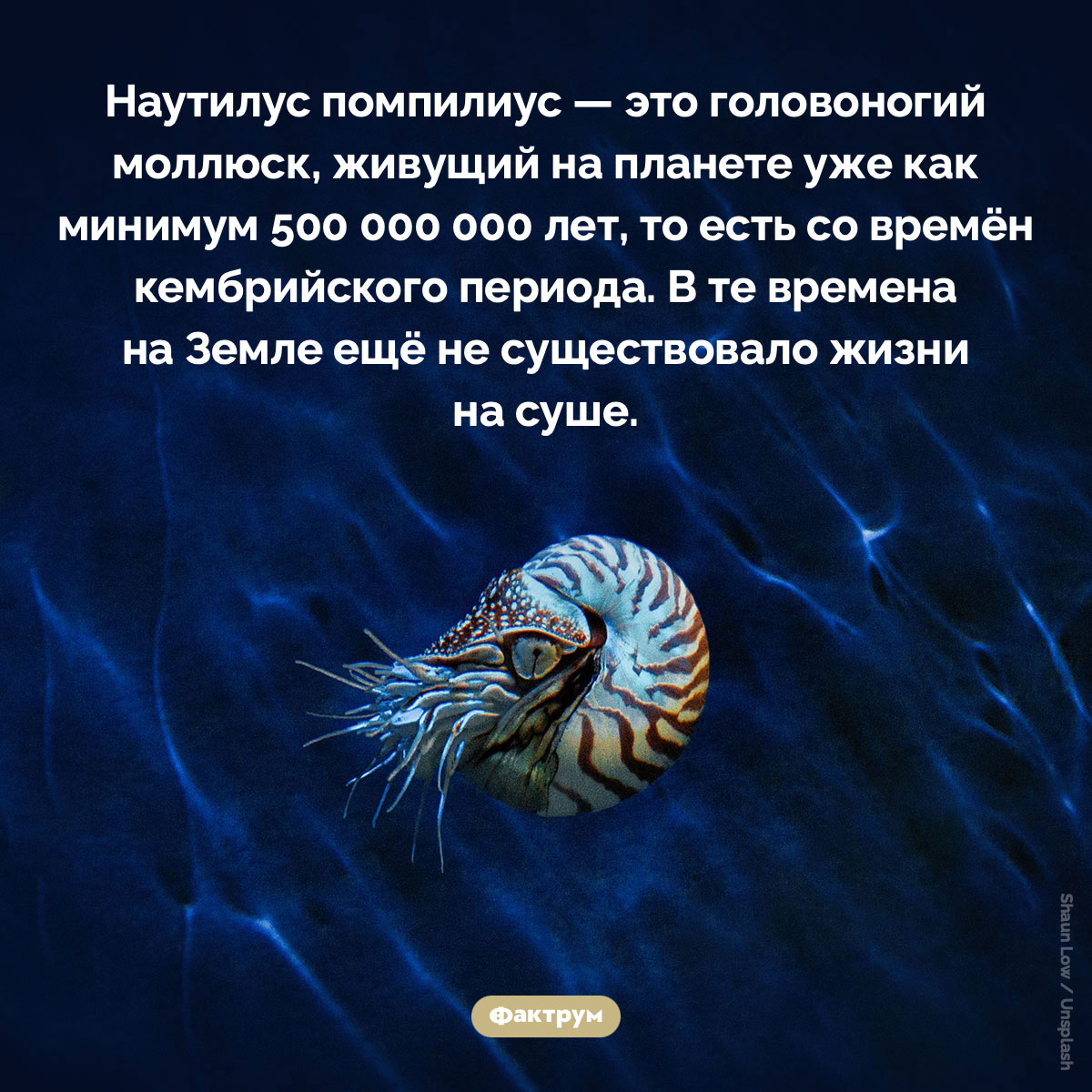 Что такое «Наутилус помпилиус» - свежие новости на Toplenta