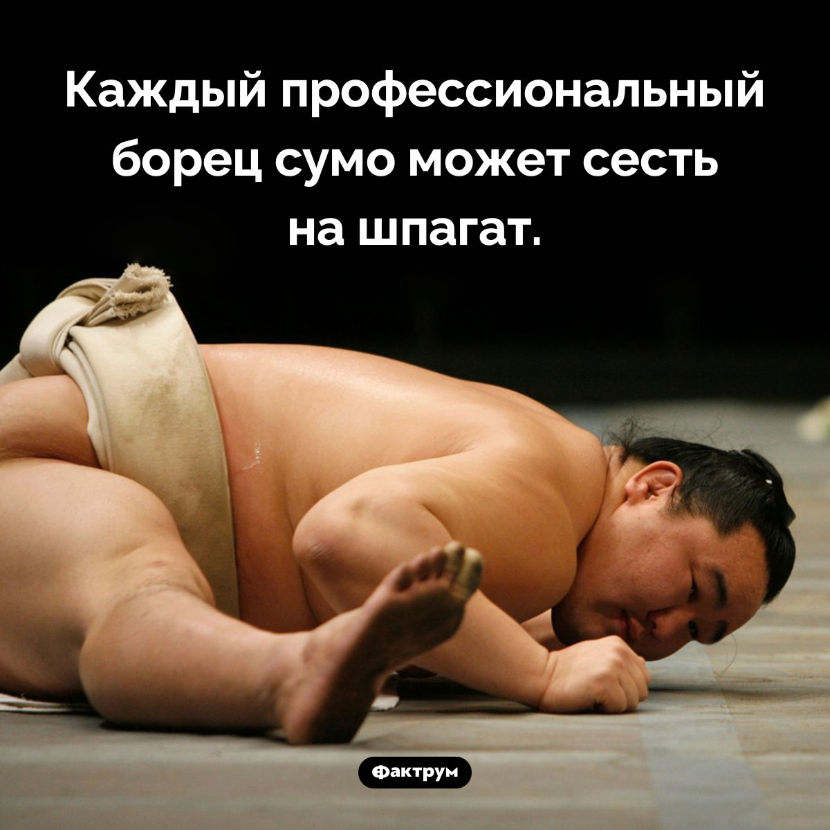 Неожиданная способность борцов сумо - свежие новости на Toplenta
