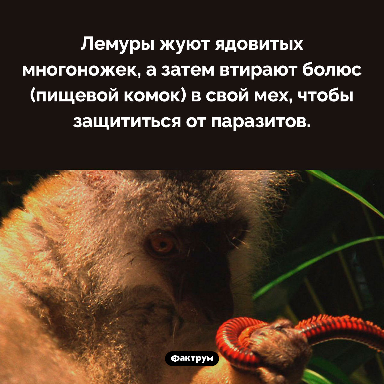 Зачем лемуры жуют многоножек - свежие новости на Toplenta