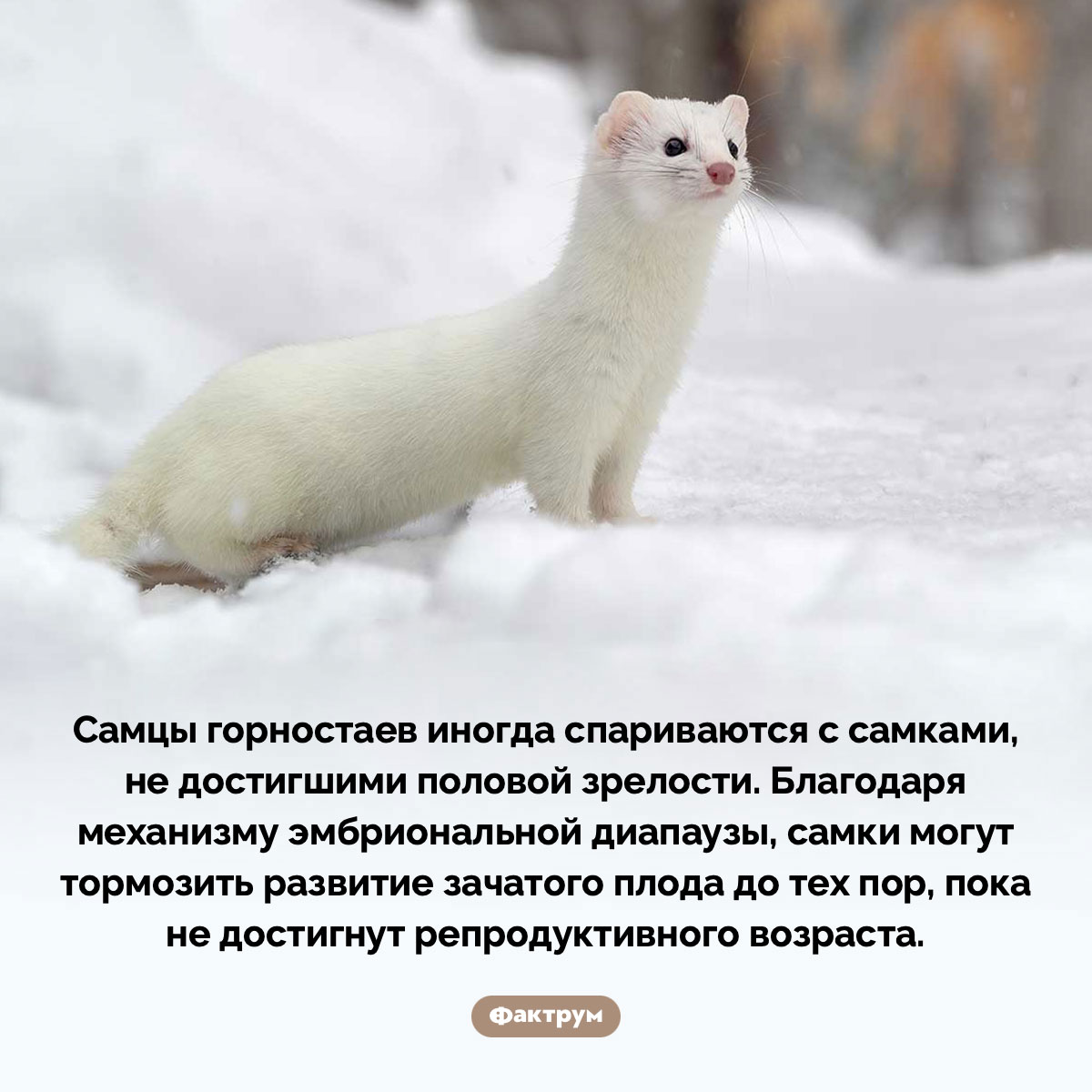 «Суперспособность» самки горностая - свежие новости на Toplenta