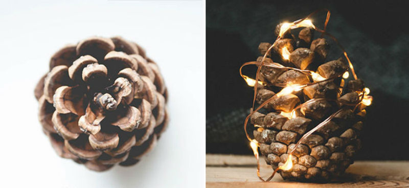 10 простых советов, как нескучно сфотографировать обычную шишку - свежие новости на Toplenta